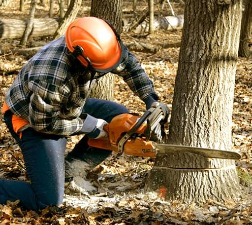 Tree Removal in Dorset, VT